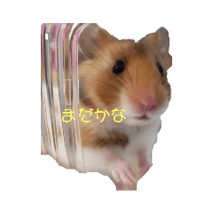 [LINEスタンプ] ポメラニアンハナハムスターかんた