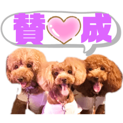 [LINEスタンプ] トイプードルの親子シュラロスタンプ