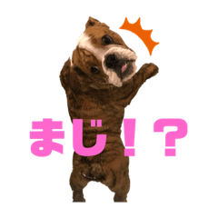 [LINEスタンプ] ブルドッグのジェイムズ君とジョイ君♡