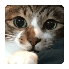 [LINEスタンプ] しのニャン