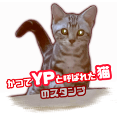[LINEスタンプ] かつてYPと呼ばれた猫のスタンプLv1