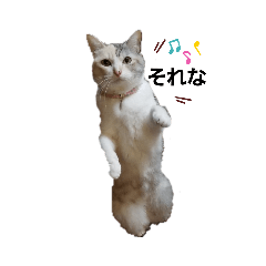 [LINEスタンプ] ねこのエルかめスタンプ