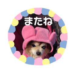 [LINEスタンプ] アリスだいすきスタンプ