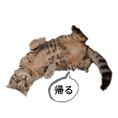 [LINEスタンプ] ミモザさんスタンプショップ4