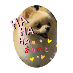[LINEスタンプ] ポメラニアン好き過ぎるスタンプパート2