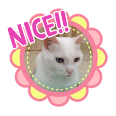 [LINEスタンプ] ミーコかわいい