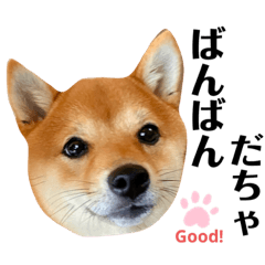 [LINEスタンプ] 豆柴とやまるこ〔富山弁バイリンガルver.〕