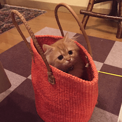 [LINEスタンプ] 愛ねこレノンの日常スタンプ