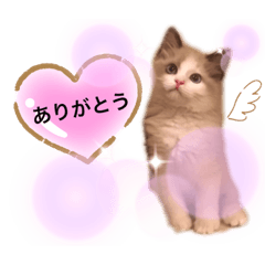 [LINEスタンプ] ラグドール♡日常編