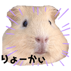 [LINEスタンプ] 日常会話にモルモットで可愛さを