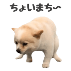 [LINEスタンプ] 毎日かわいいポメラニアンなむさん