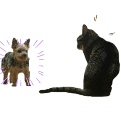 [LINEスタンプ] Animal brothers 1