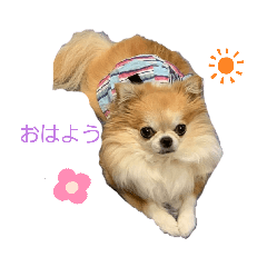 [LINEスタンプ] チワワのソラ2