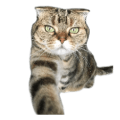 [LINEスタンプ] 猫野家すたんぷ【日常編】