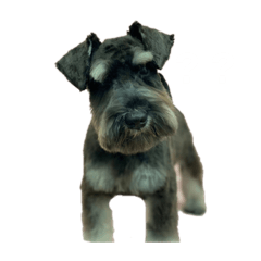 [LINEスタンプ] 風牙