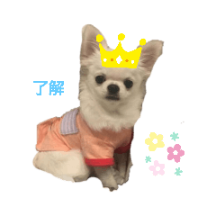 [LINEスタンプ] チワワのテンくん