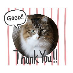 [LINEスタンプ] 愛猫柚子のスタンプです2
