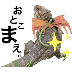 [LINEスタンプ] フトアゴトカゲのスカルくん