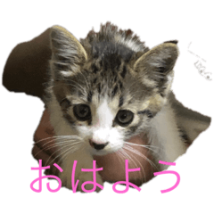 [LINEスタンプ] ひじちゃん