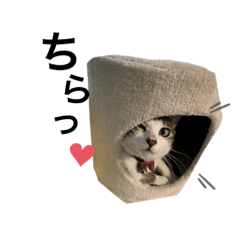 [LINEスタンプ] 今日のらいくん
