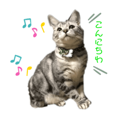 [LINEスタンプ] 床屋の猫のとむ