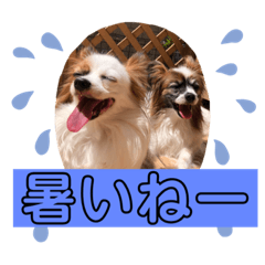 [LINEスタンプ] 多頭犬種飼いならでは♡