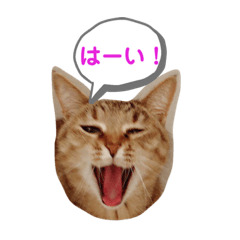 [LINEスタンプ] うちのニャンズ友達ニャンズ