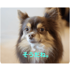 [LINEスタンプ] ルーチェとフレアです