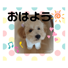 [LINEスタンプ] トイプーソラちゃんMIXレオ君スタンプ