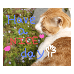 [LINEスタンプ] にゃんばシリーズ