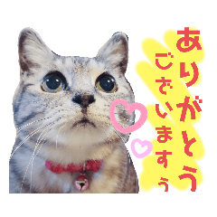 [LINEスタンプ] 我が家の子分が申す