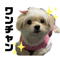 [LINEスタンプ] チワプーみるくのスタンプPart2