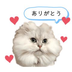 [LINEスタンプ] コンくんスタンプ♡