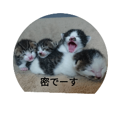 [LINEスタンプ] 密です！ネコ