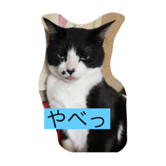 [LINEスタンプ] はちわれ日和＊なな＊