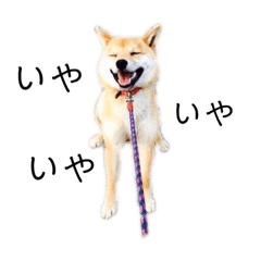 [LINEスタンプ] 柴犬のテト