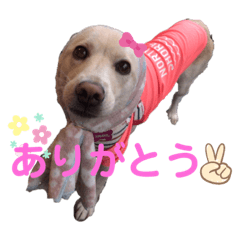 [LINEスタンプ] きなこの日常ʕ•ᴥ•ʔ2