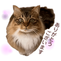 [LINEスタンプ] ねこ ♡ 挨拶編