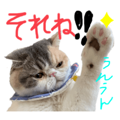 [LINEスタンプ] 愉快なニャンず②(=^x^=)