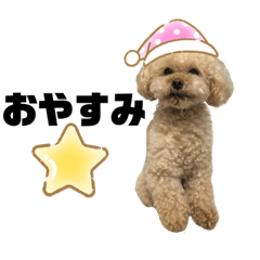 [LINEスタンプ] トイ・プードル ココ