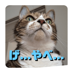 [LINEスタンプ] 我が家のちょこくん(やばい時用)