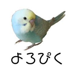 [LINEスタンプ] 内股インコ ブリトニー(♂)