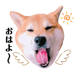 [LINEスタンプ] 柴犬ぽぽちゃん③弾