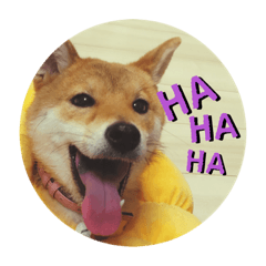 [LINEスタンプ] 柴犬林檎のスタンプ