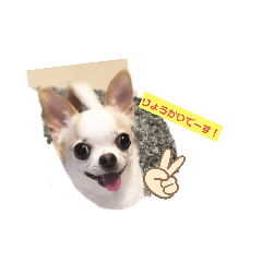 [LINEスタンプ] 日常スタン部！愛犬きくの日常スタンプ2