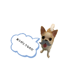 [LINEスタンプ] 日常スタン部 愛犬きくのスタンプ3