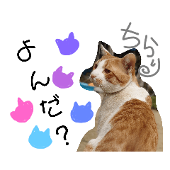 [LINEスタンプ] にゃんばシリーズ2