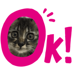 [LINEスタンプ] 猫 stamp