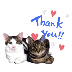 [LINEスタンプ] 実写版犬猫スタンプ