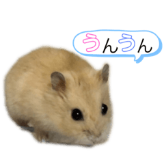 [LINEスタンプ] ハムスターのワッフルでーしゅ‼️